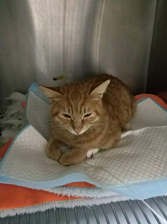 新手养猫必看：如何预防和治疗猫瘟？