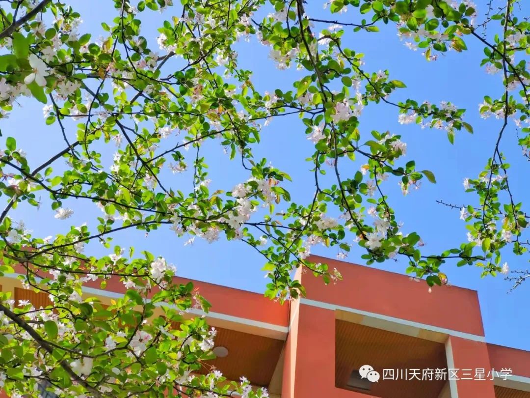 四川天府新区三星小学组织班级开展“快乐餐厨”体验活动
