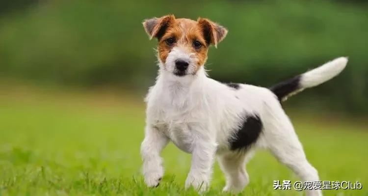 百科 | 杰克罗素梗，精力十足的“挖掘机”