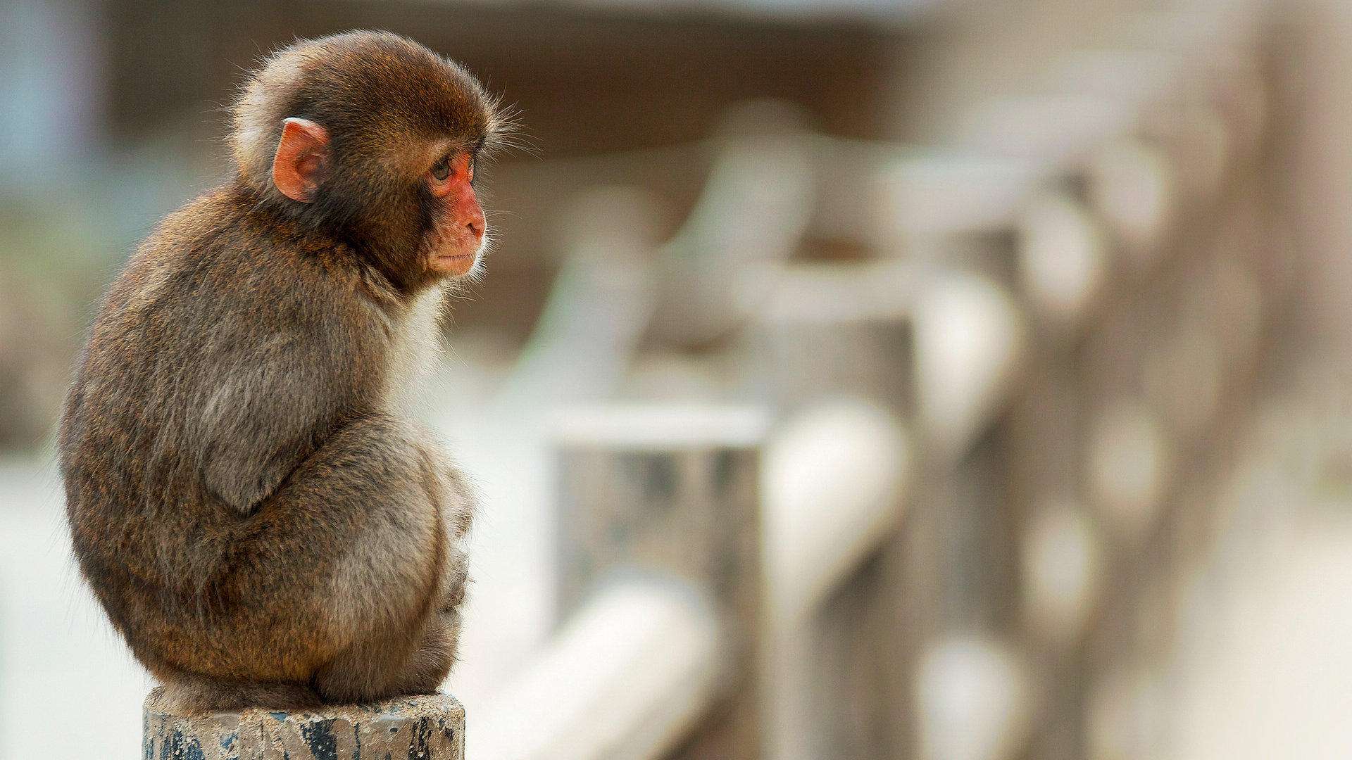 保护动物,而猕猴是二级保护动物,所以对于猴子我们寻常的时候要保护它
