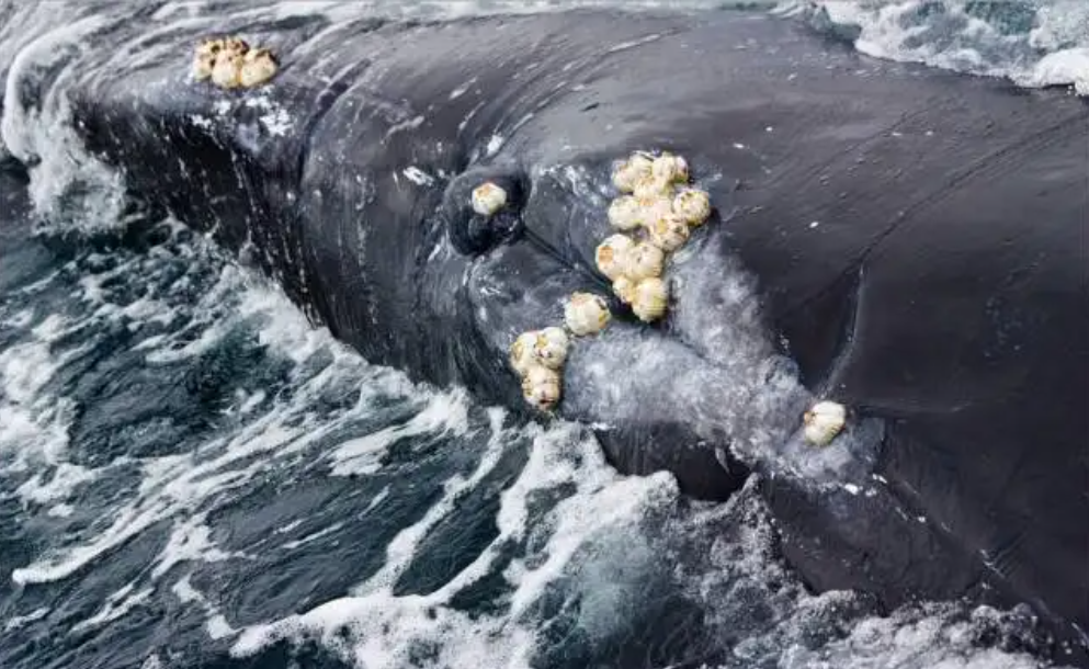 海洋最低调的寄生者，究竟有多可怕？鲸鱼、海龟被折磨得不成样子