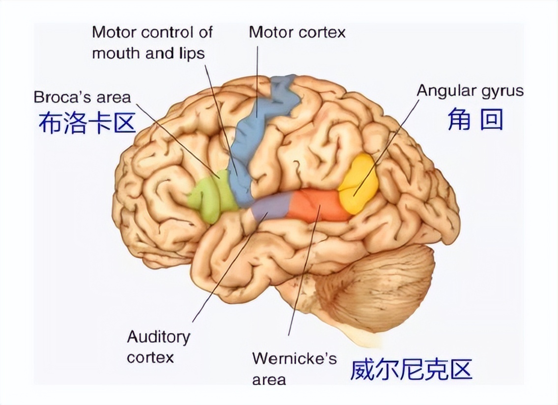 培养语言表达能力,3岁之前是关键