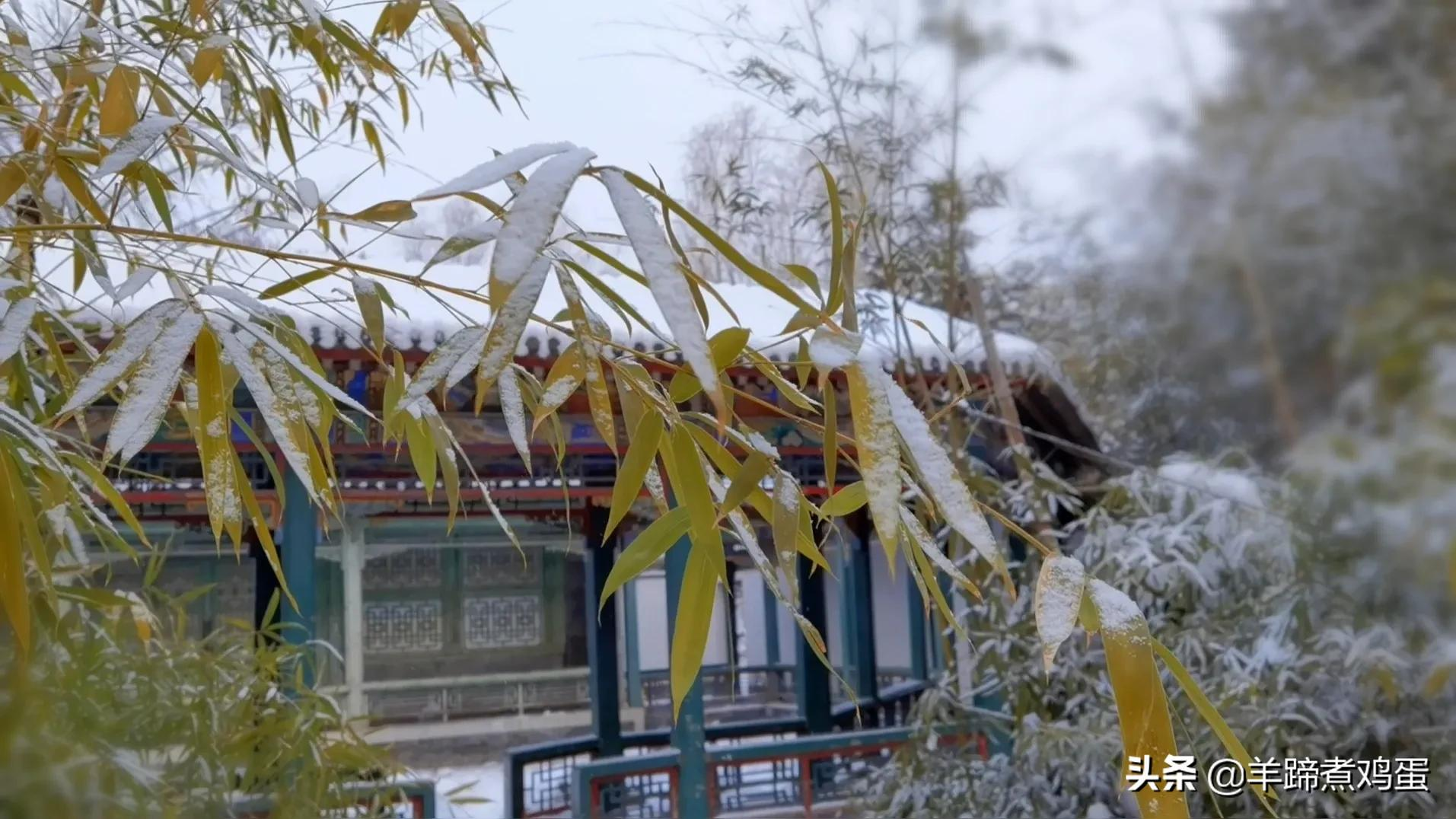 难览观园全画景雪覆腊梅一隅香——踏雪寻游北京大观园