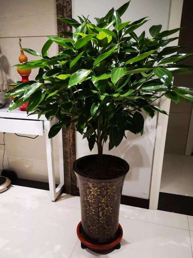 10种大盆栽，可当“镇宅花”，家里放一盆，高档霸气安全感十足