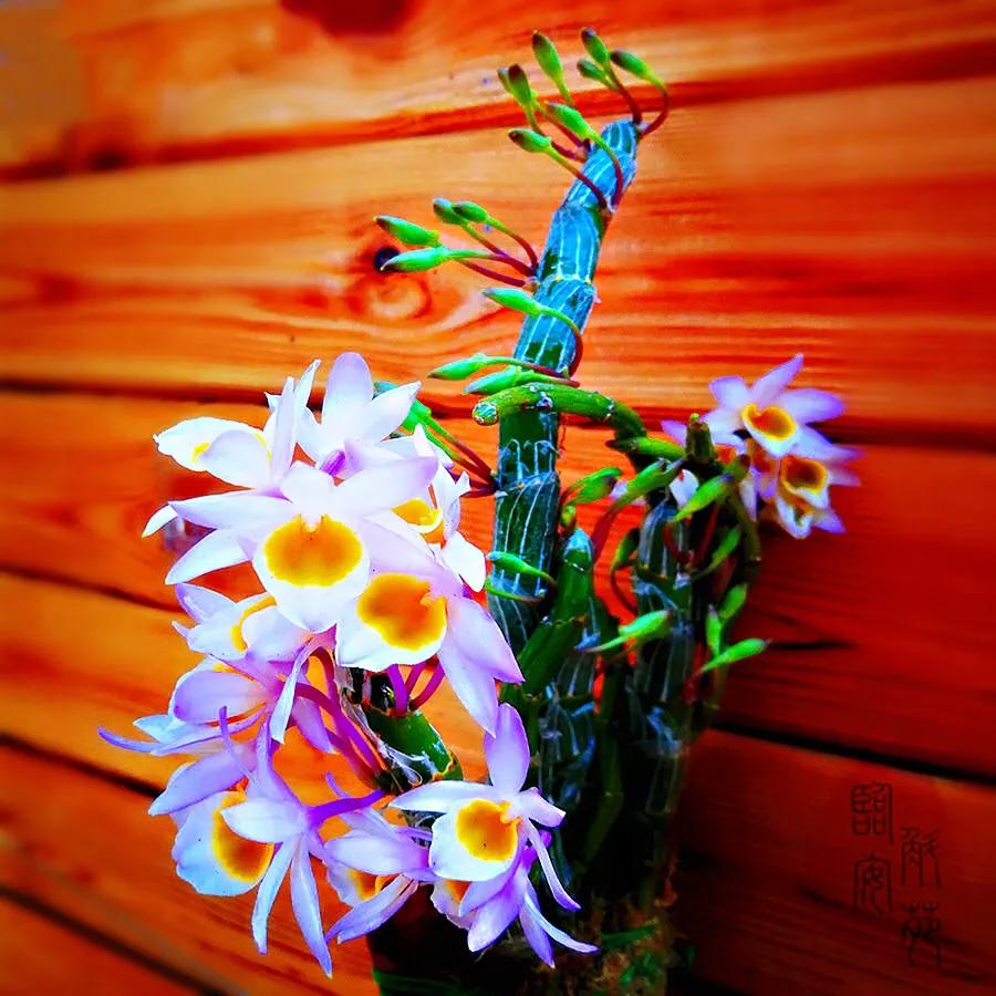 玫瑰石斛～茎悬垂，花姿优雅，玲珑可爱，花色鲜艳，气味芳香