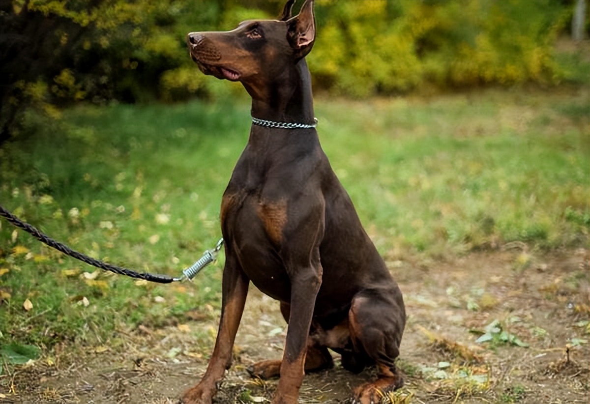 杜宾犬一只多少钱(养) - 价格百科