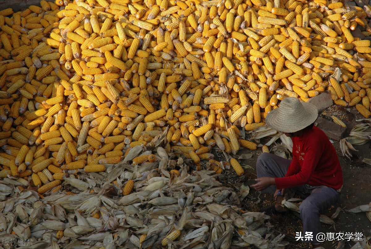 干玉米现在多少钱一斤？2022年3月干玉米价格行情走势预测