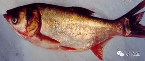 鱼非病原性(应激反应、营养缺乏、食物中毒、代谢紊乱)疾病的防控