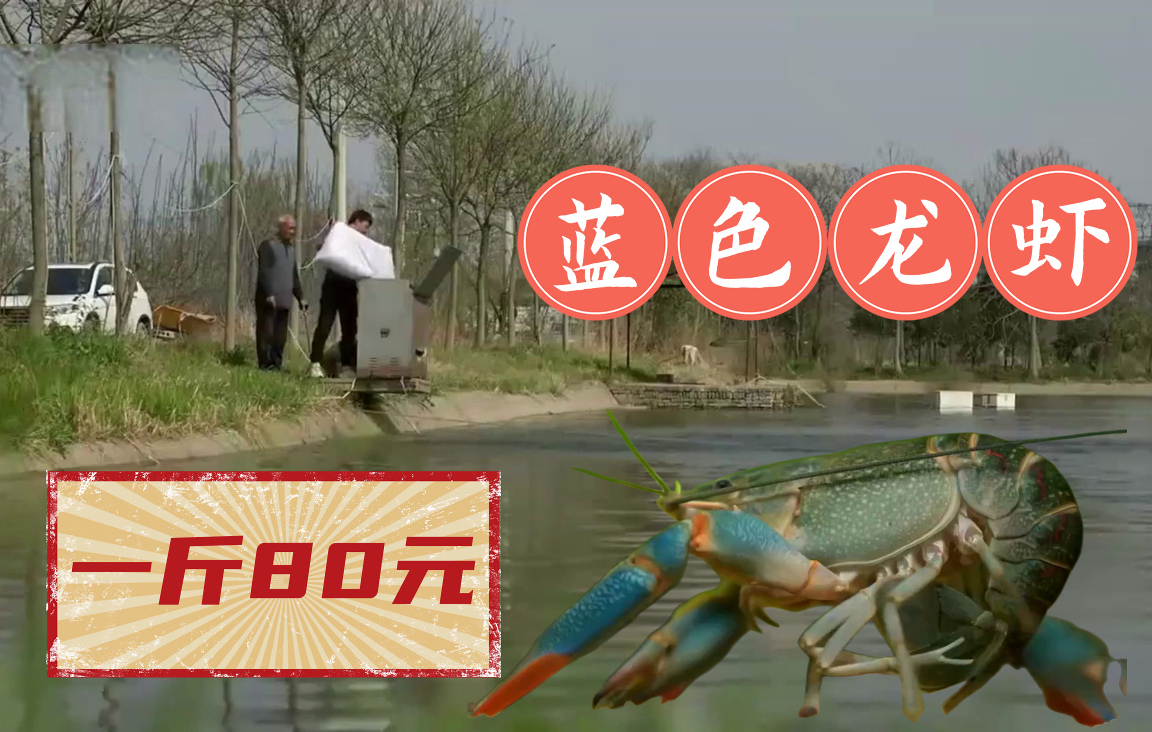 300多斤的龙虾长什么样(蓝色龙虾80元一斤，一年卖出2000万元，他是如何翻身的？)