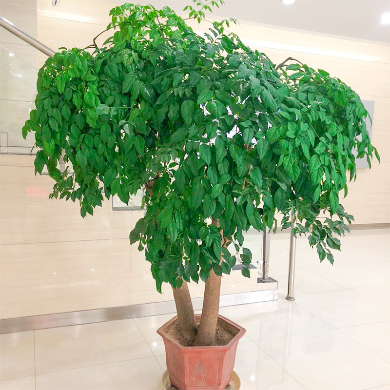 7种“大型花”，又美又高贵，客厅一放，吸光废气，人旺家旺