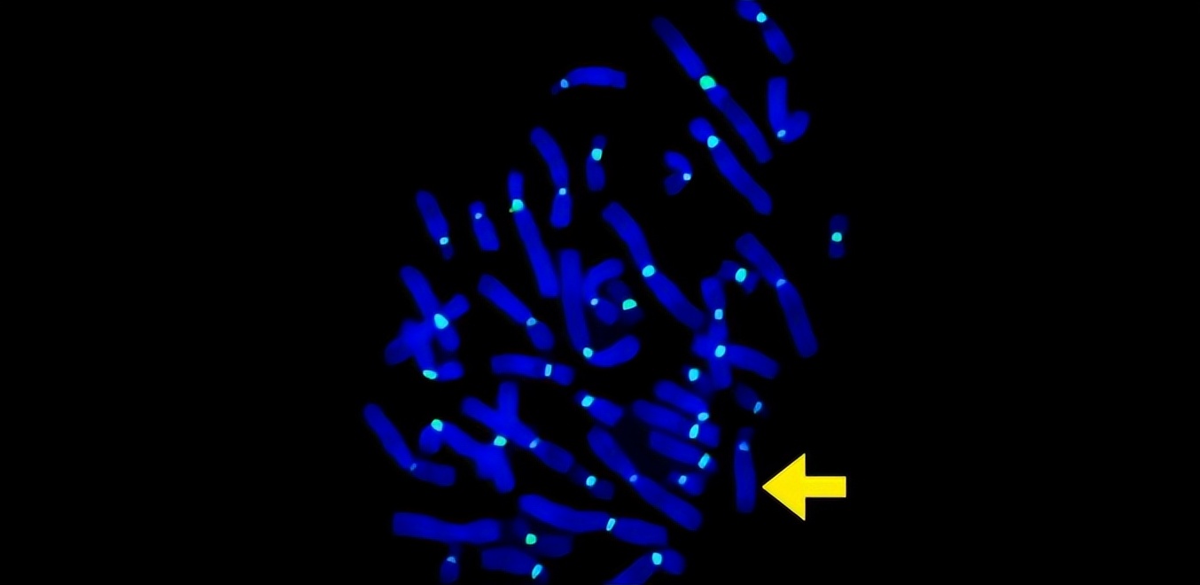 ��Ϊ���˵İ��أ������������17��Ⱦɫ���У��ܷ�򿪻�������