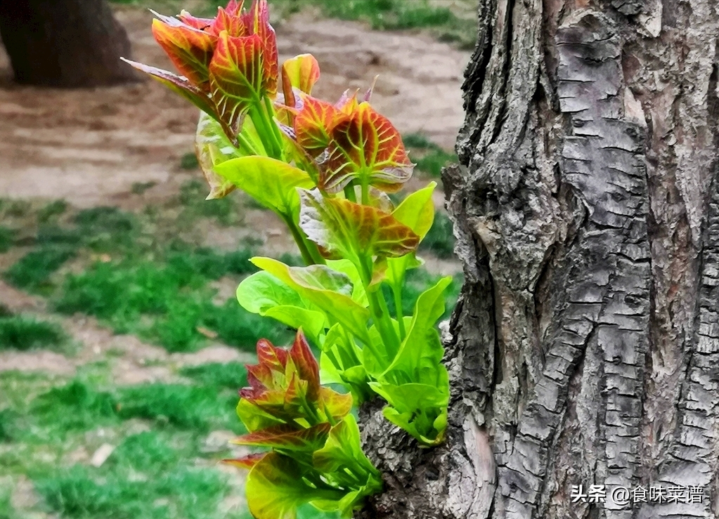 凉拌素菜都有哪些菜（夏日炎热适合吃5道凉拌菜好吃不胖）