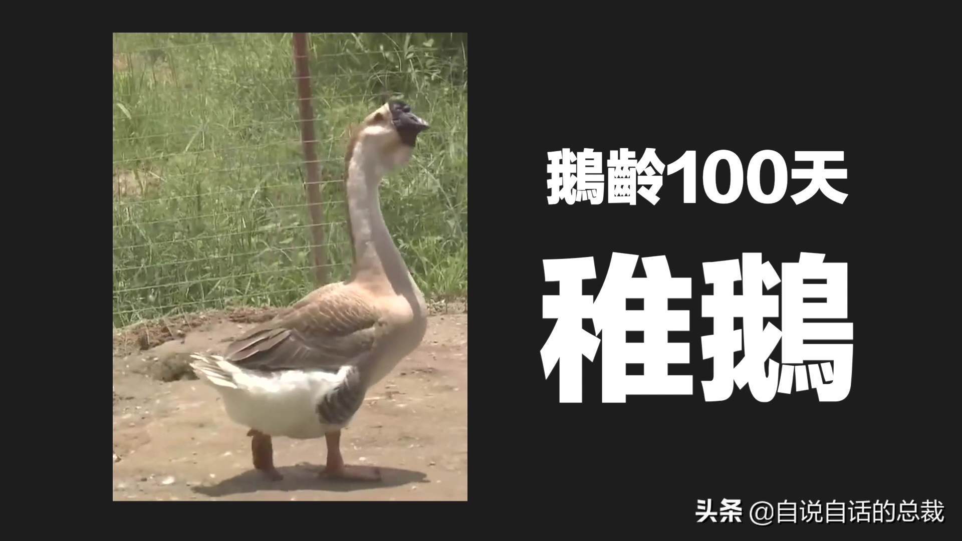 为什么动物都怕鹅？有鹅的地方没有蛇？大鹅的真实面貌超出你想象