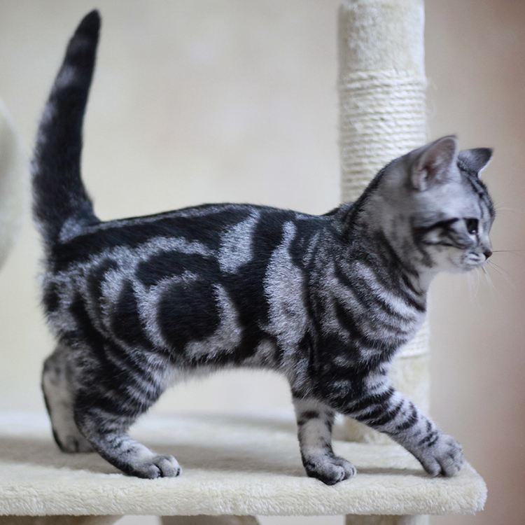 有这6大特征的“美短猫”，是纯种没错了