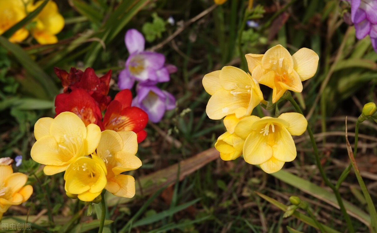 飞花令“兰”的诗句全集1000首古诗词句学生必背