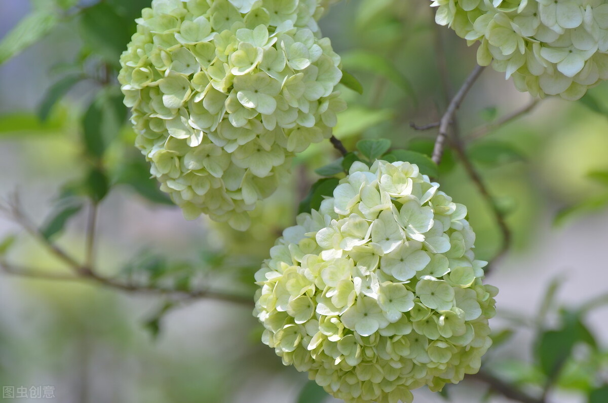 木本绣球花介绍（绣球花中最值得养的品种）