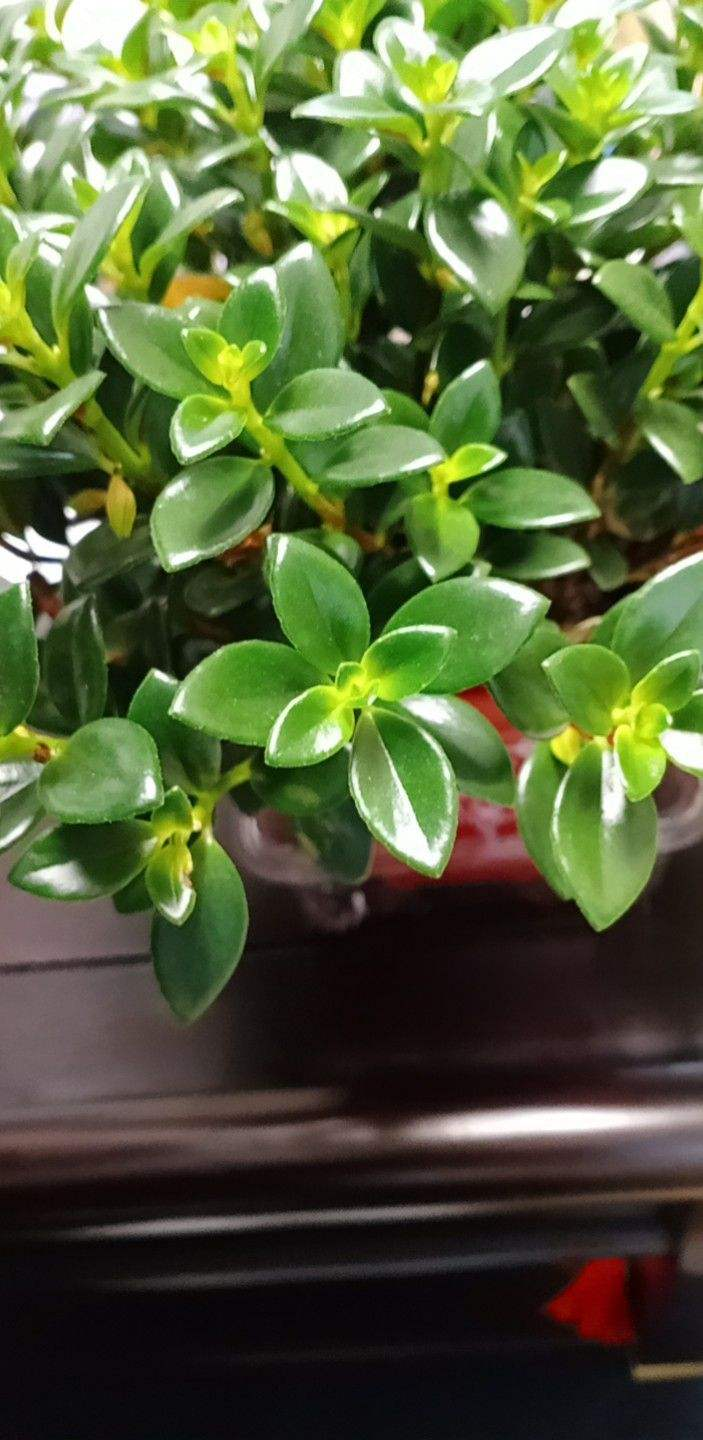 金钱树开花图片(适合春天扦插的"贵气花",成活率超高,花开满园不是梦)