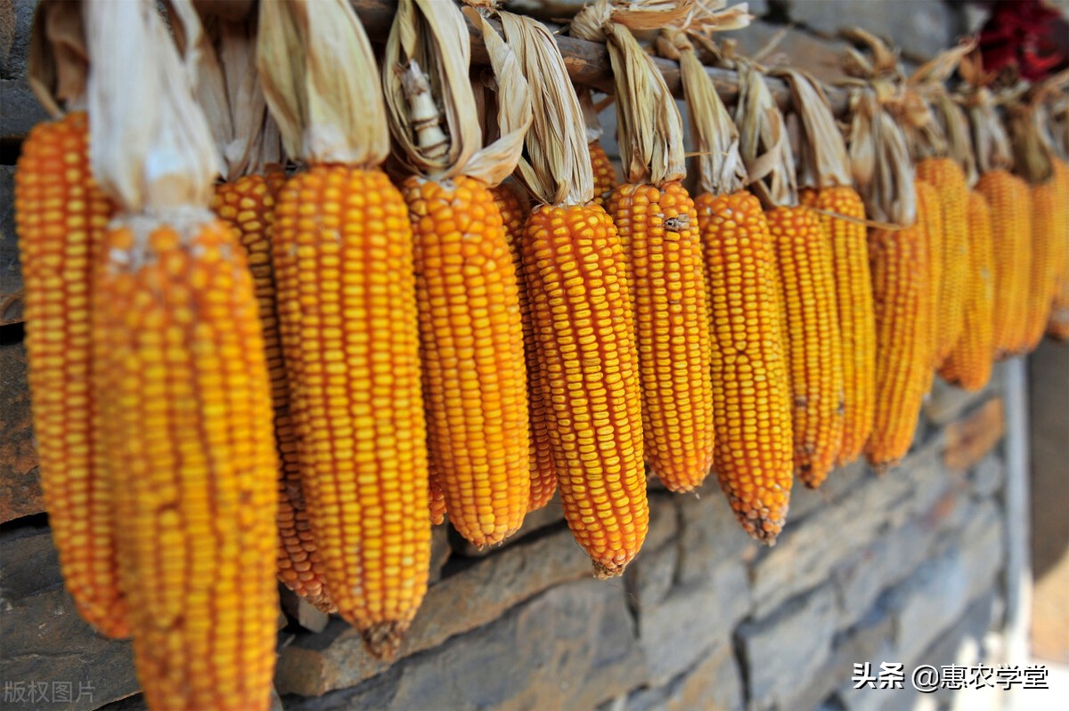 现在玉米多少钱一斤？12月还能再涨吗？2021年最新玉米行情预测