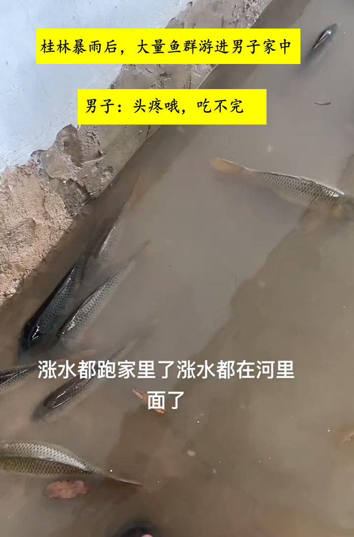 暴雨后，桂林男子家中出现大量鱼群，网友：龙王爷给你的补偿