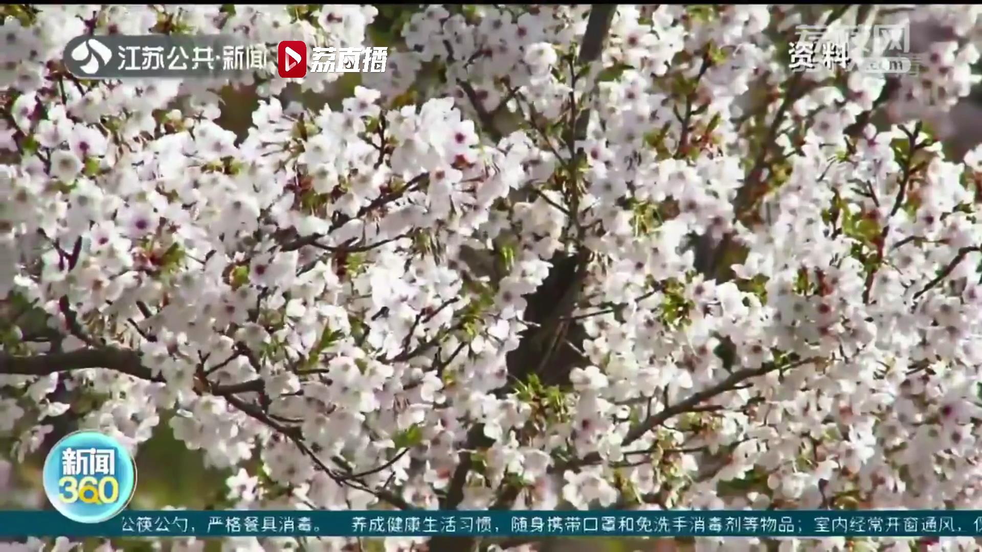 南京鸡鸣寺路“消息树”开花了！最美樱花季即将到来