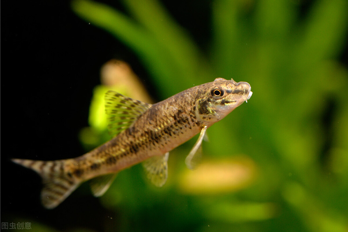 这种鱼我们叫做"扑沙",因为它的颜色和水中的沙子很像,而且喜欢钻进泥