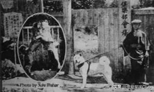 百科 | 秋田犬,感动世界的忠犬
