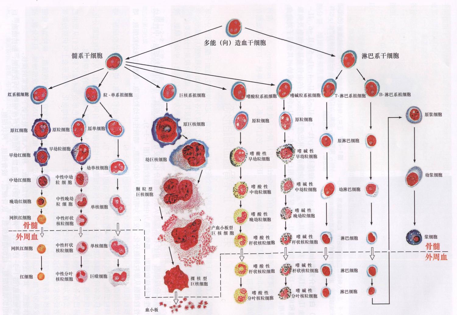 人体造血工厂是什么?有什么用?