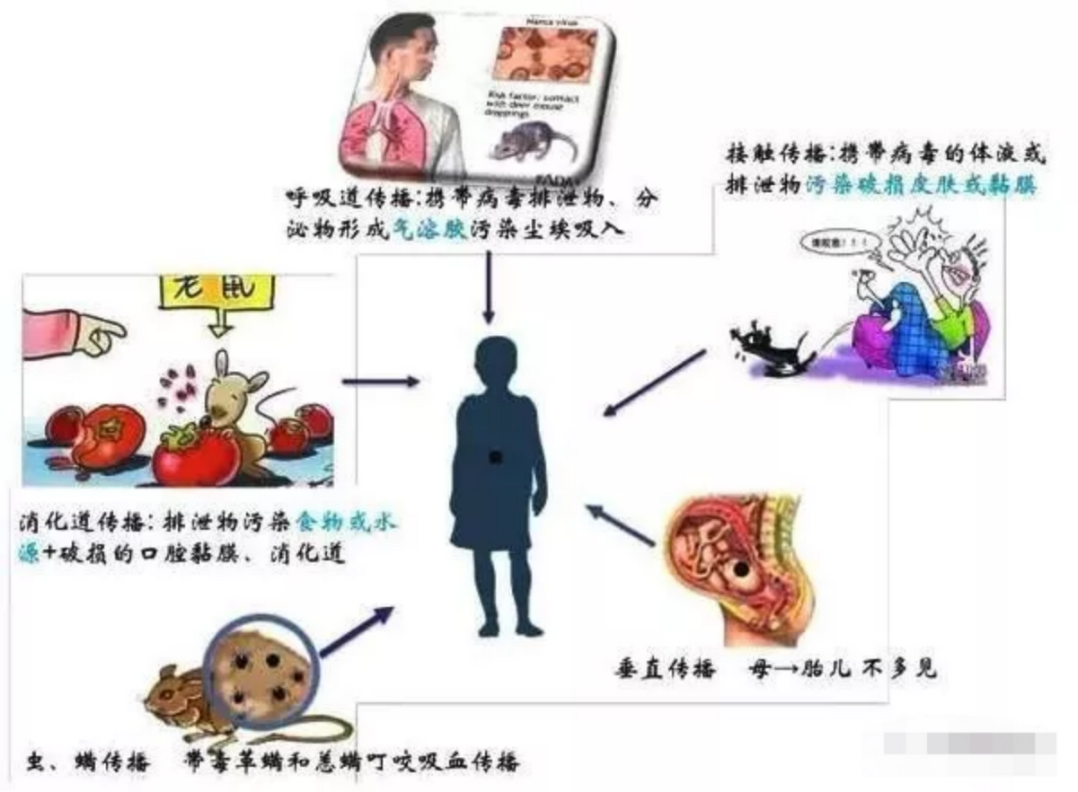 西安草莓被老鼠咬过不能吃了！吃了会得出血热！已被专家辟谣为假