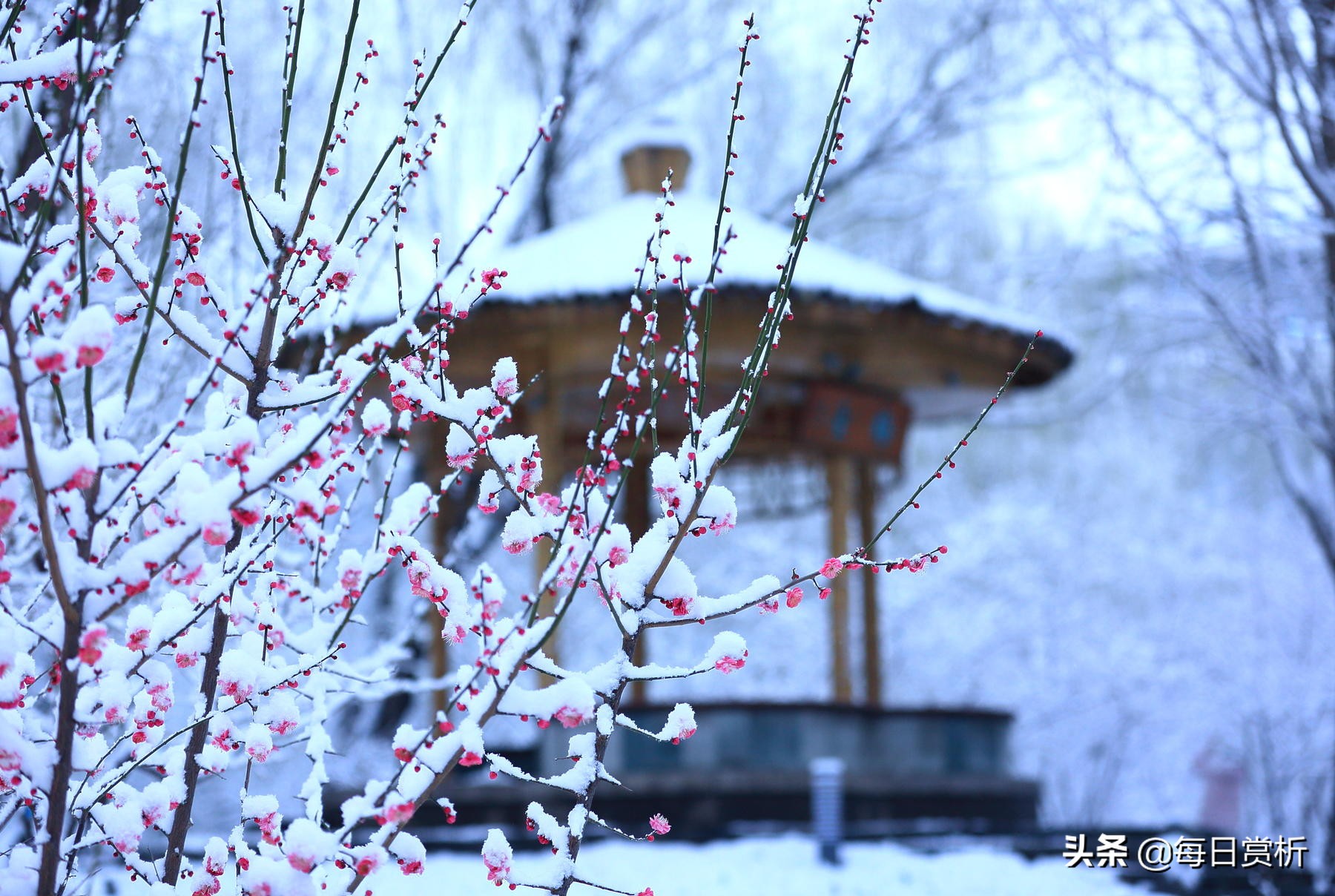 阳春三月雪，雪落枝头，佳片佳句