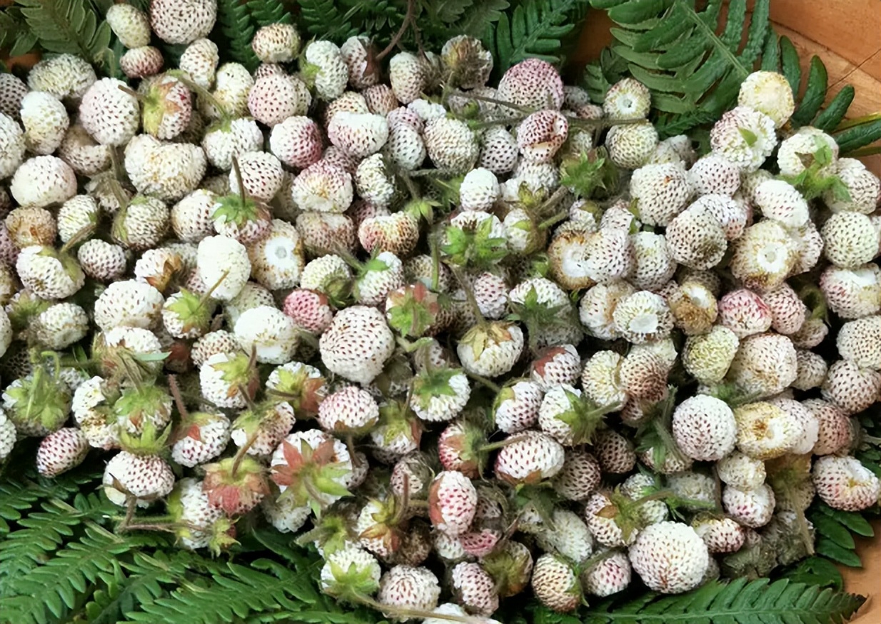 它叫"白藨",酷似"白化"的蛇莓,儿时放牛常吃,比草莓还甜美