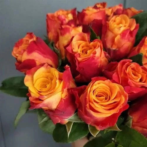 金辉玫瑰的寓意是什么(18种鲜花小众又高级)