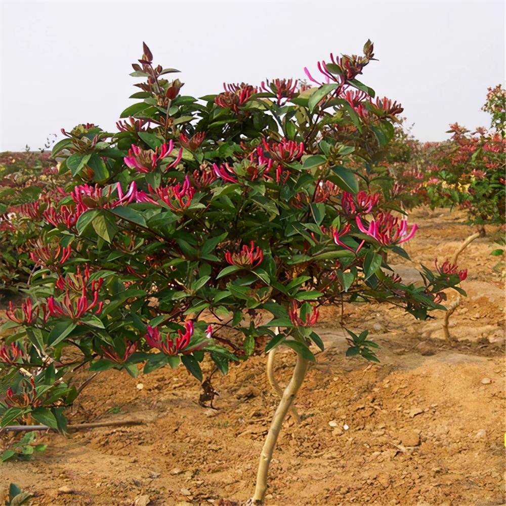 家里养金银花，有金有银“有钱花”，摘花泡茶，养人旺家