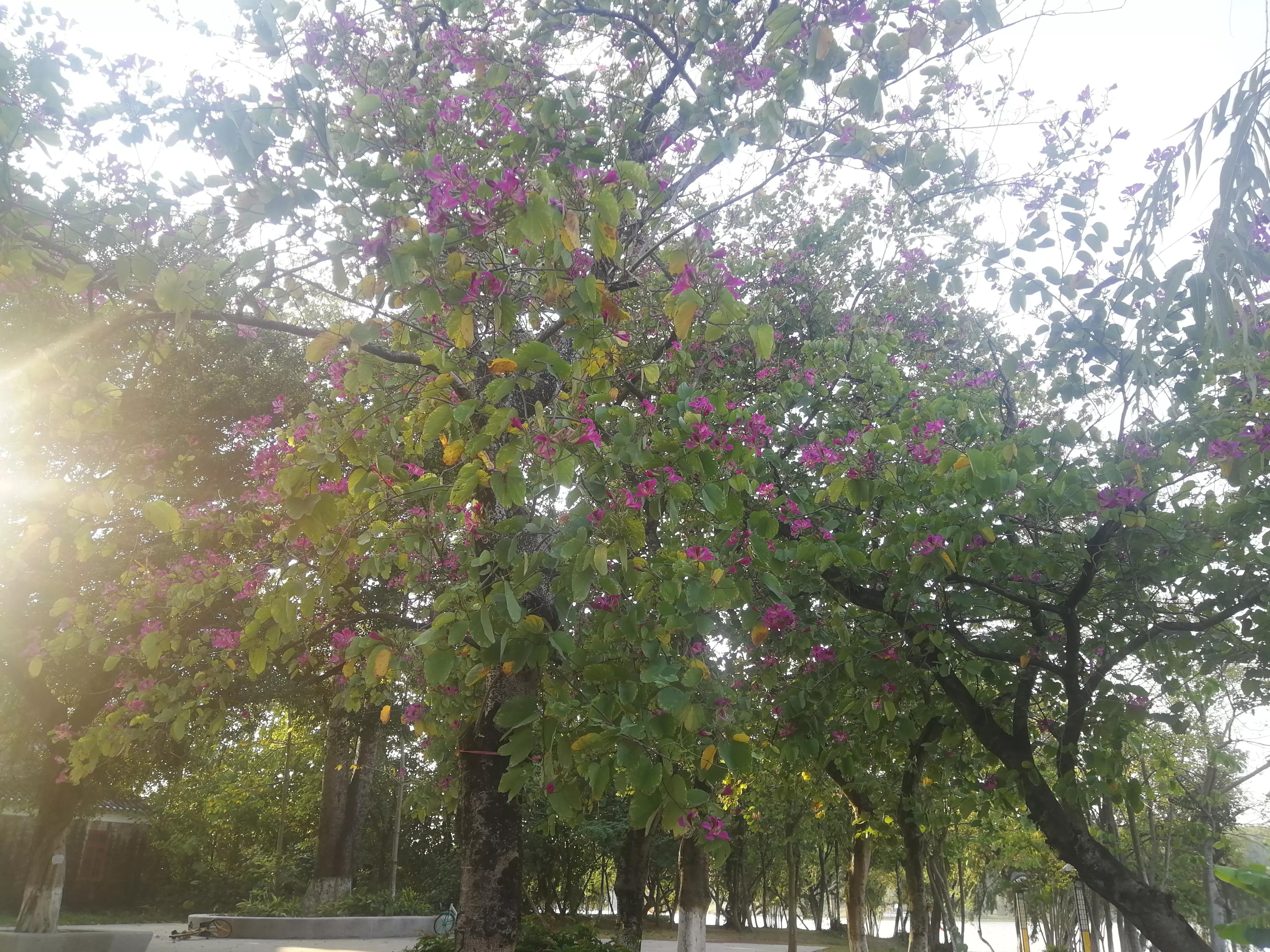 地铁4号线大学城一日游攻略，体验不一样的广州大学城风光（A篇）