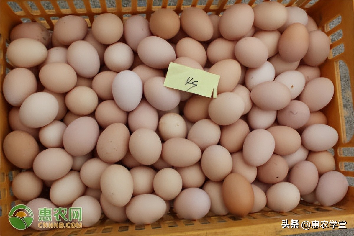 鸡蛋的最新价格（中国禽病网鸡蛋价格）-第3张图片-昕阳网