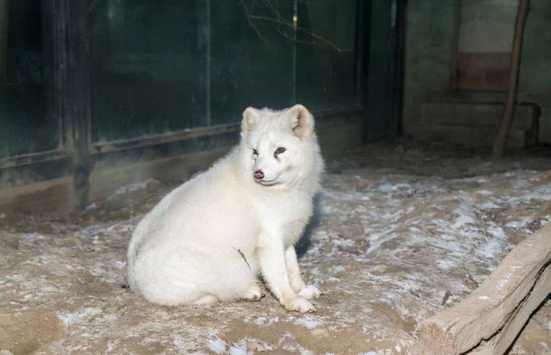 湖南一小区内发现罕见白狐,为何专家称"不太妙"?