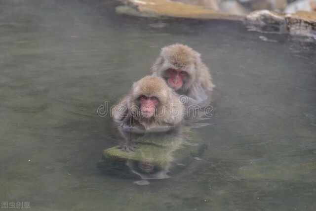 水猴子是个什么玩意