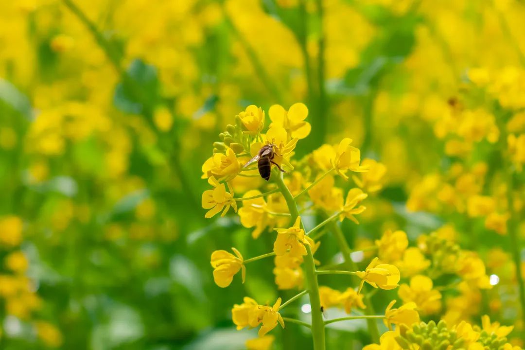 明天是世界蜜蜂日，为什么说它们是食物丰收的“幕后功臣”？