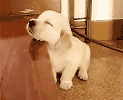 狗狗若是过得“甜蜜”，这些表现骗不了人