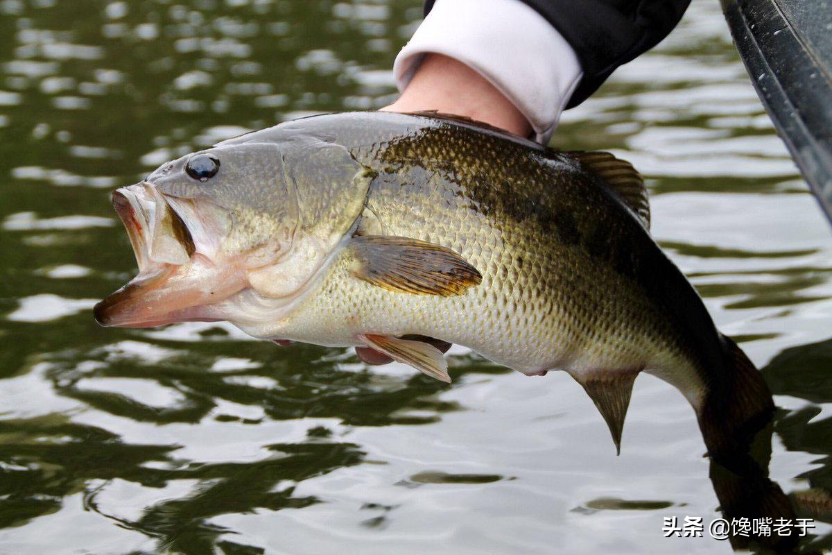 其次,鲈鱼被誉为中国四大淡水鱼之一,具有肉嫩,味鲜,刺少的特点!