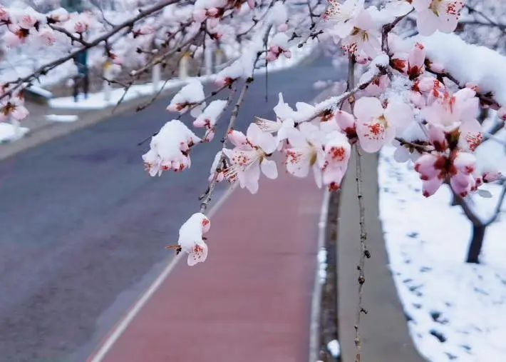 当春花遇上春雪，看京城别样的诗意与浪漫~