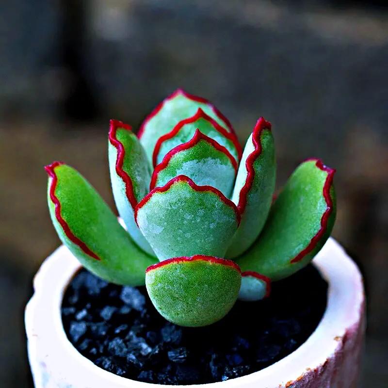 三种多肉:达摩福娘,乒乓福娘,巧克力福娘,达摩福娘香气最浓