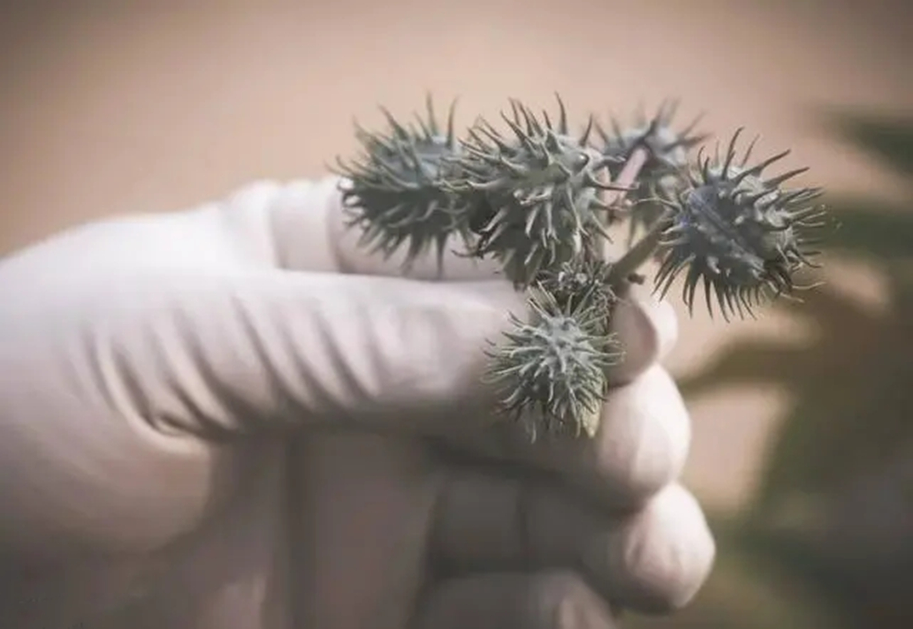 蓖麻：我国农村常见的一种植物，为何会被美国列为战略物资？