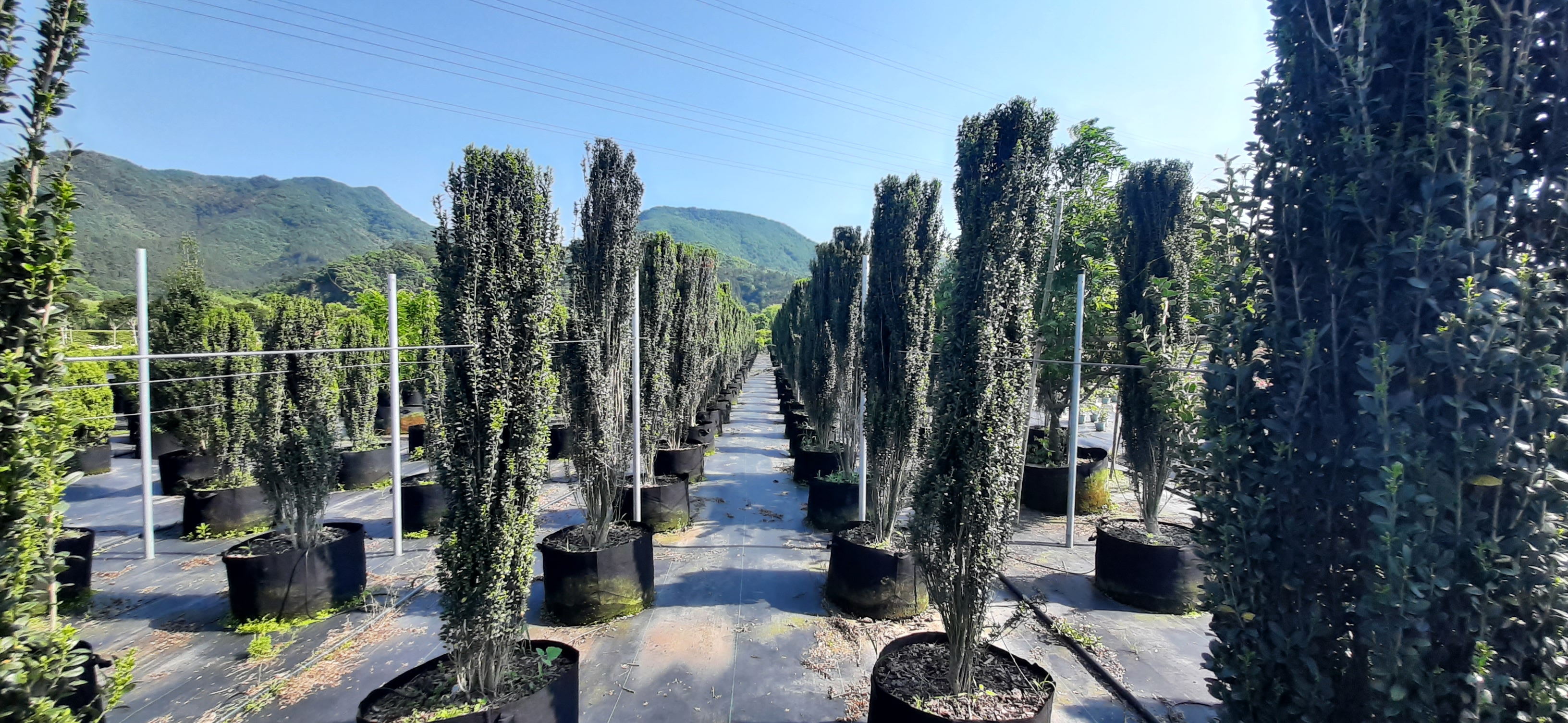 蓬径4米高度3米日本花柏造型塔型日本花柏高度3米直立冬青造型高度2-3