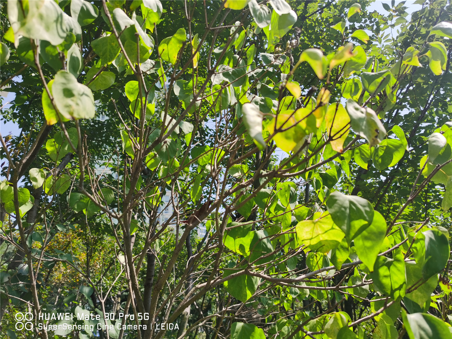 蓝丁香长什么样（丁香花所有品种介绍你都认识吗）