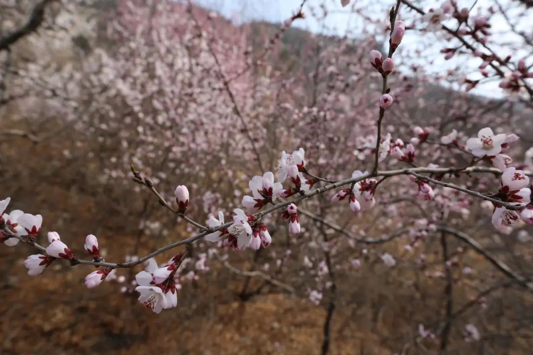 太原市晋源区：山花始盛开绿化管护忙