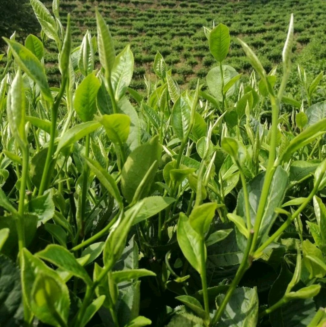 野菜有哪些（这100种野菜很常见也很美味）