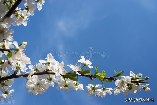 早春花信之樱桃花七首：樱桃千万枝，照耀如雪天