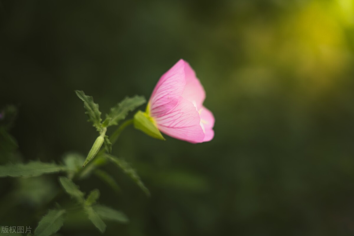 向阳而生，砥砺前行；凡所有相，皆是虚妄