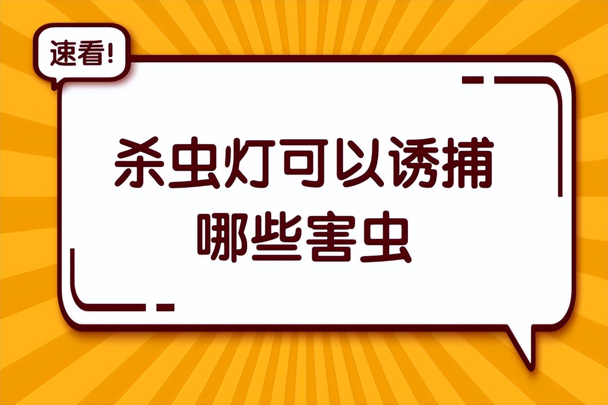 杀虫灯可以诱捕哪些害虫，菜田可以用吗？