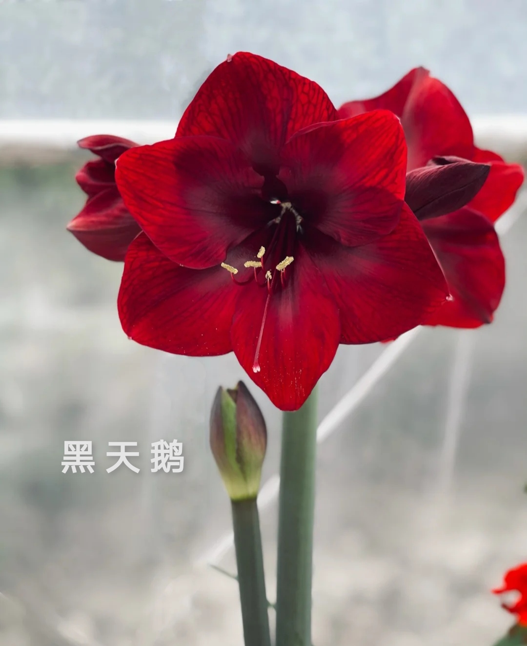 26码睡衣穿多大(最受欢迎的20种朱顶红,个个花大色艳,开花不断)